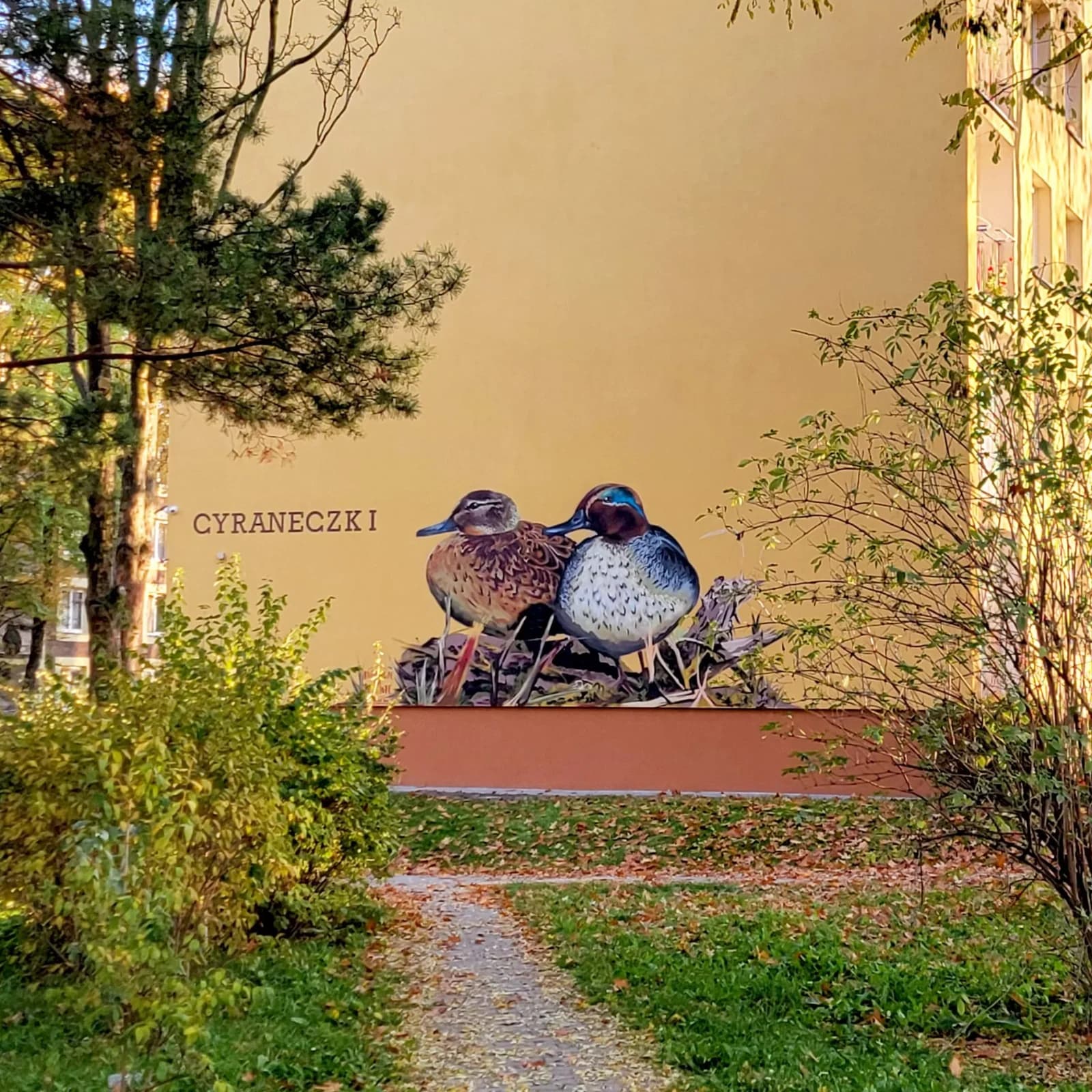 Mural Cyraneczki - dwie kaczki namalowane na elewacji bloku mieszkalnego