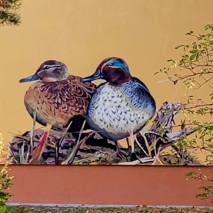 Mural Cyraneczki - dwie kaczki namalowane na elewacji bloku mieszkalnego