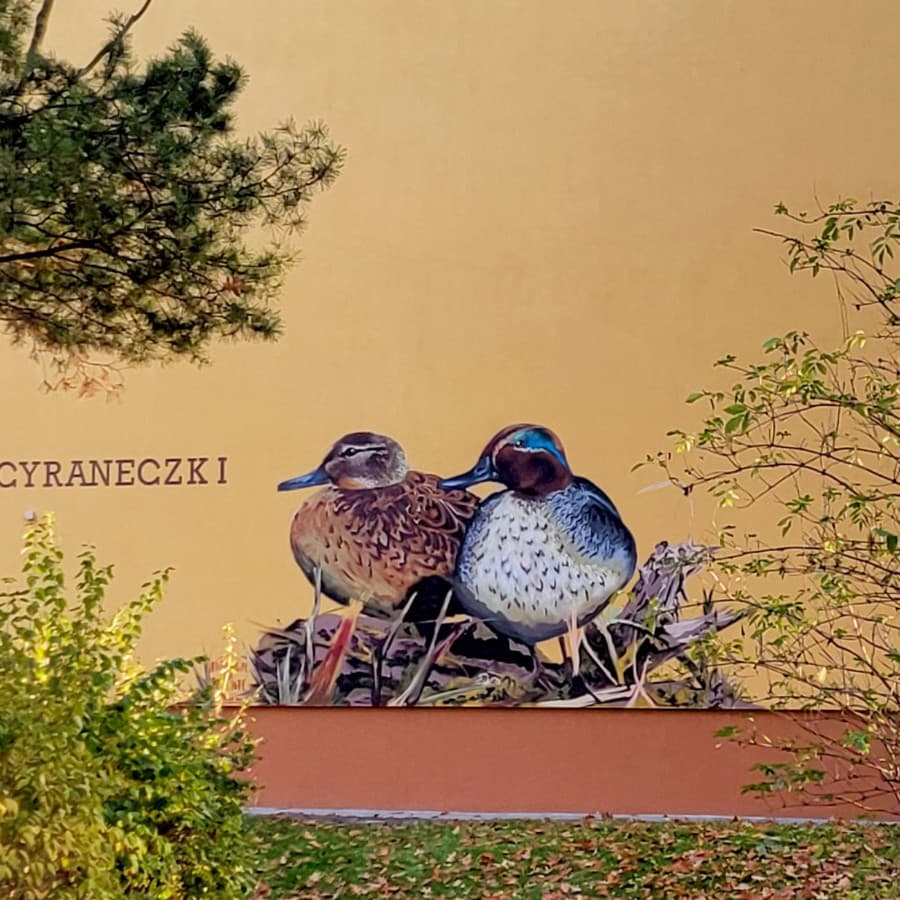 Mural Cyraneczki - dwie kaczki namalowane na elewacji bloku mieszkalnego